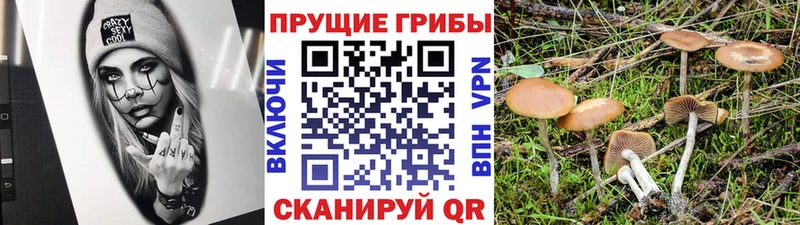 Галлюциногенные грибы Psilocybe  Новоаннинский 